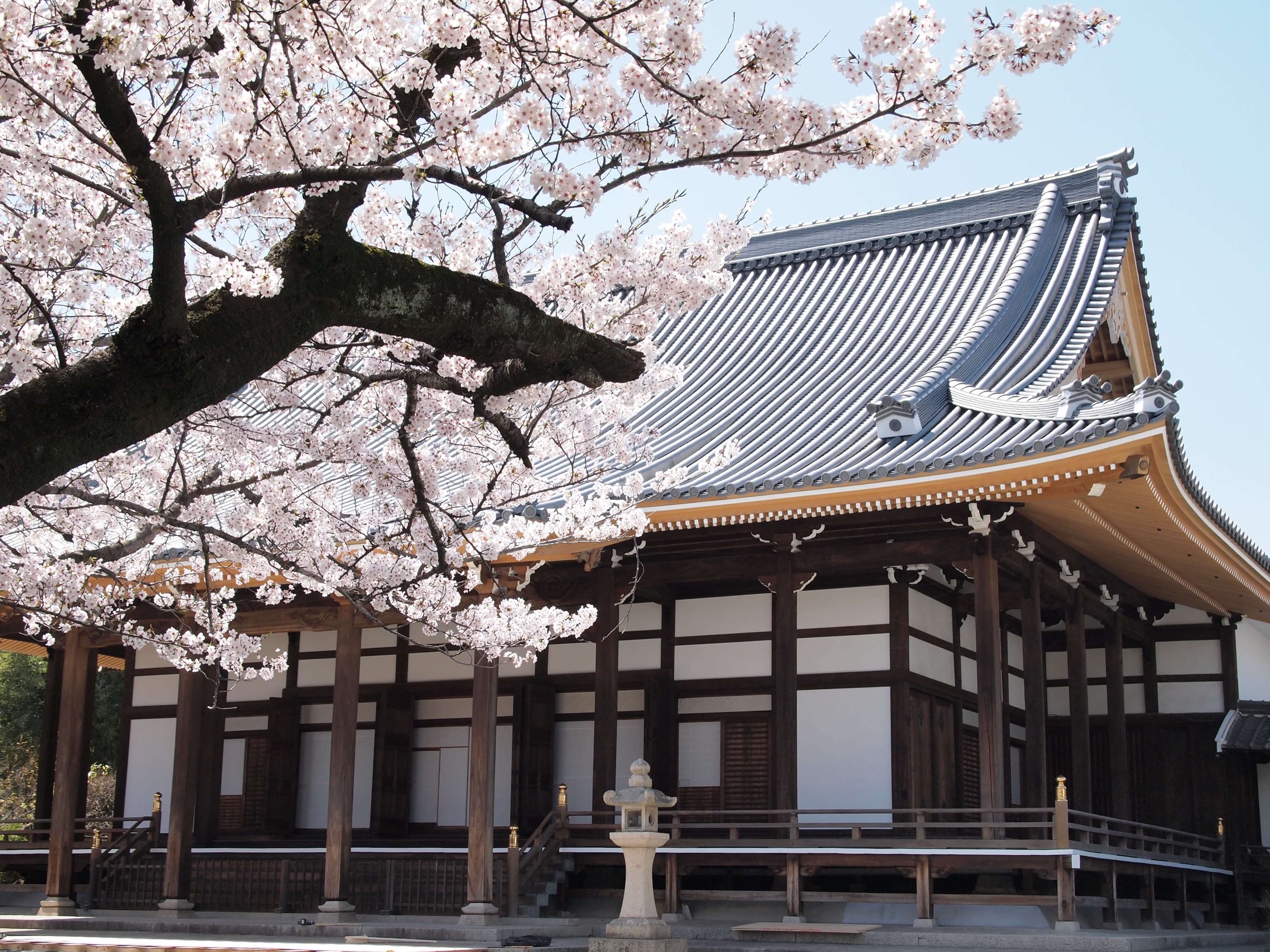 毫攝寺 本堂と桜